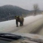 Medvjed slobodno šetao putem na Grmeču!