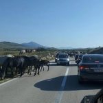 Vozač automobilom udario divljeg konja na putu Livno-Tomislavgrad