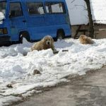 Građani strahuju od pasa koje vlasnici puštaju na ulicu