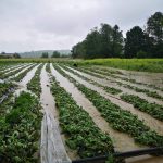 (FOTO) Poplave uništile zasade jagoda u Koraju i Čeliću