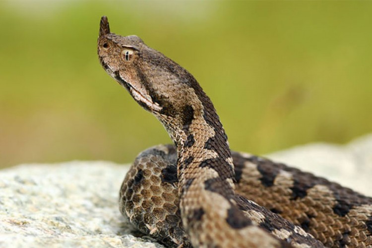 Dječaka (6) ugrizao poskok. Jedva mu spasili život