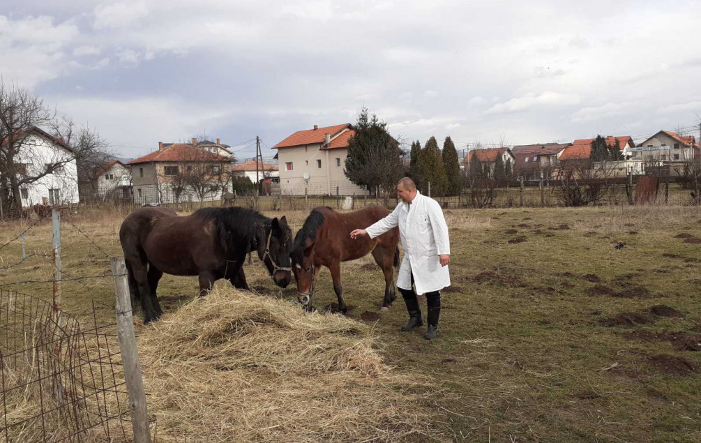 Inspektori oduzeli konje koji su lutali Velešićima: Dobili smještaj, ishranu i njegu