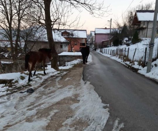 Čiji konji lutaju Velešićima: Djeca ne smiju sama u školu