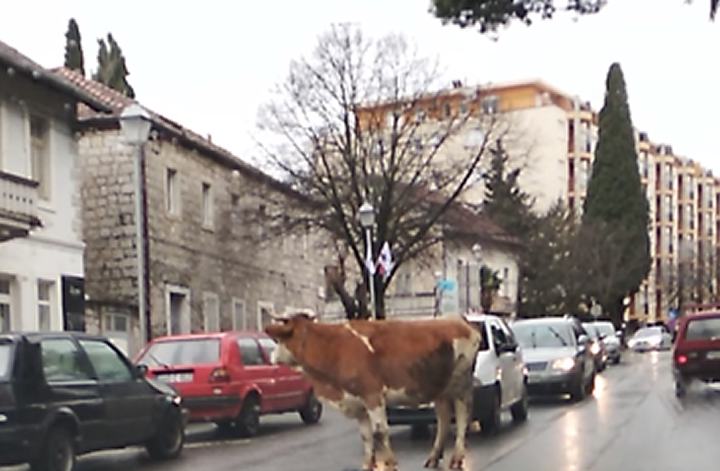 Trebinje kao Nju Delhi: Krava prošetala glavnom ulicom