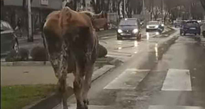 (VIDEO) Scena u BiH: Krava prošetala centrom grada, zaustavila je saobraćaj