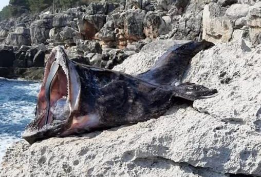 (FOTO) Ribar iz Jadranskog mora ulovio “monstruma” teškog 16,5 kilograma