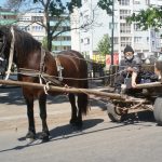 (FOTO) Boji se korone, i sebi i konju stavio masku