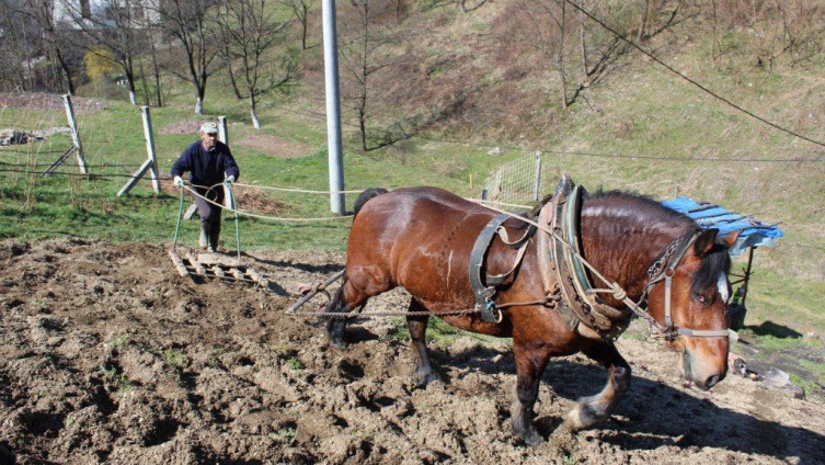 Damir iz Fojnice ništa ne prepušta slučaju: Upregao Cvjetka i ore njivu