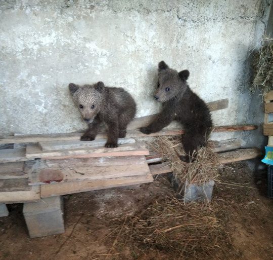 (FOTO) Sema i Pepo dom našli u zoološkom vrtu u Tuzli