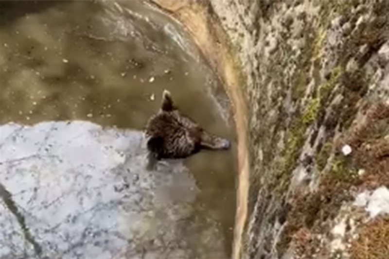 (VIDEO) Medvjed upao u bunar, spasili ga dobri ljudi