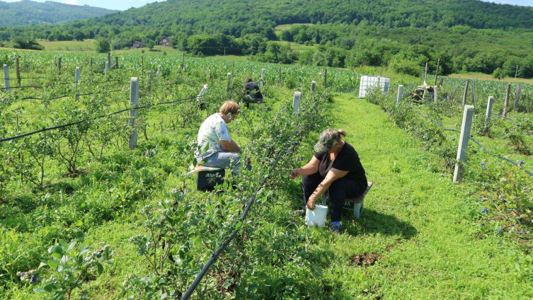 Jasmina i Nazif Čivić u plantažu borovnica uložili 80.000 KM, a kilogram prodaju po četiri KM