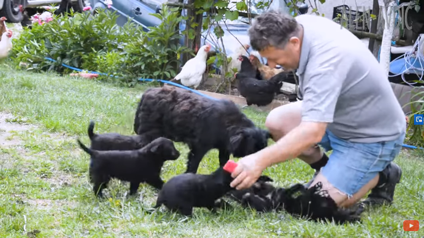 (VIDEO) Jednom rukom obrađuje 100 dunuma: “Prodajem zemlju 7KM po kvadratu, štenci 50KM”