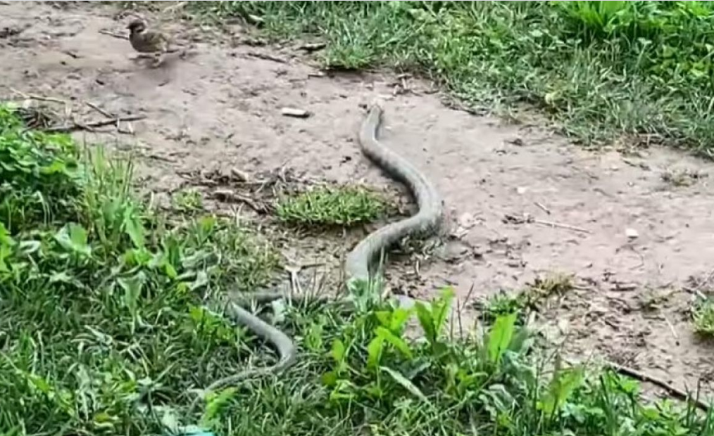 Pogledajte snimak zmije na Vilsonovom šetalištu (VIDEO)