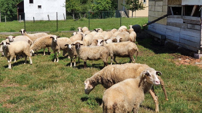 Veterinari: Oprezno prilikom kupovine kurbana. Veliki broj ih ima brucelozu