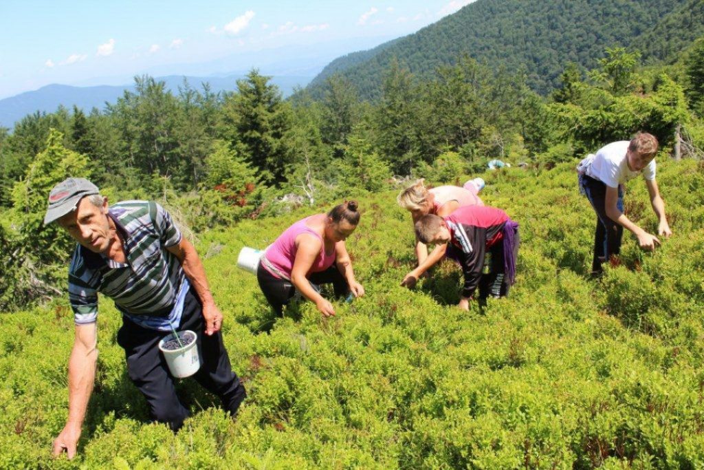 (FOTO) Berba borovnice, dnevna zarada i do 70 KM