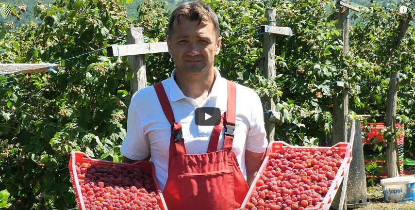 (VIDEO) Malina ponovno traženo voće za izvoz