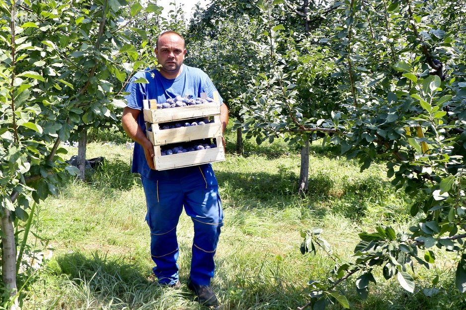 (FOTO) Berači šljive dnevno zarade i po 90 maraka