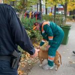 (FOTO) Incident na Ilidži: Razjareni pit bull napao pudlicu, intervenirala i policija