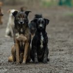 Ako vas ujede pas lutalica, možete tužiti općinu: Ustavni sud BiH donio obavezujuću presudu