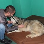 Oglasili se iz Veterinarske stanice: Haski kojeg je namjerno pregazio traktorista u Gračanici je živ, ali nepokretan