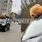 (VIDEO) Umjesto u rukama djevojke, medo završio na krovu od automobila marke AUDI