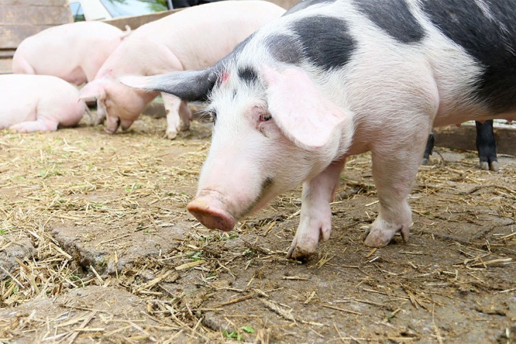 Uzgoj svinja u BiH: Otkupna cijena tri puta manja od cijene u prodavnicama!