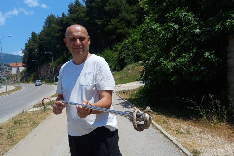 U Trebinju za dva dana ulovljena dva poskoka: Zmije se penju i na balkone