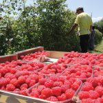 Stopiran izvoz bh. malina na evropsko tržište