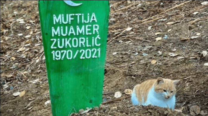 Emotivne scene iz Sandžaka: Mačak muftije Zukorlića ne ide od njegovog mezara (FOTO)