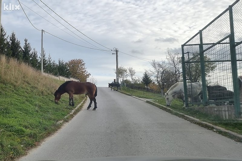 Domaće životinje ugrožavaju saobraćaj u glavnom gradu Bosne i Hercegovine