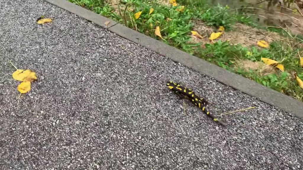 (VIDEO) Pjegavi daždevnjaci izlaze nakon kiše: Evo zašto ih se trebate paziti