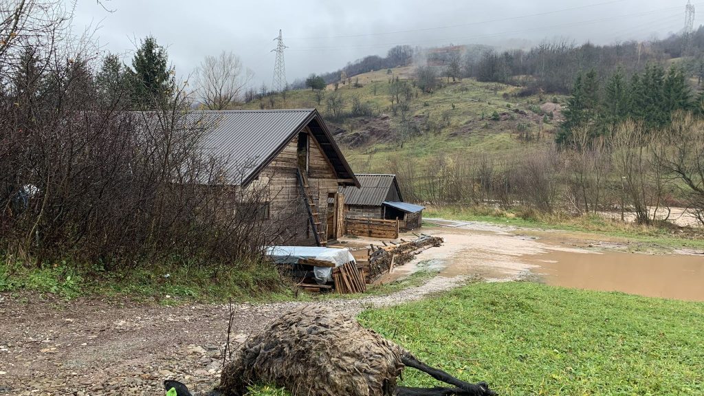 (VIDEO) Uznemirujući prizori iz Trnova: Poplavila štala sa 130 ovaca, skoro sve uginule