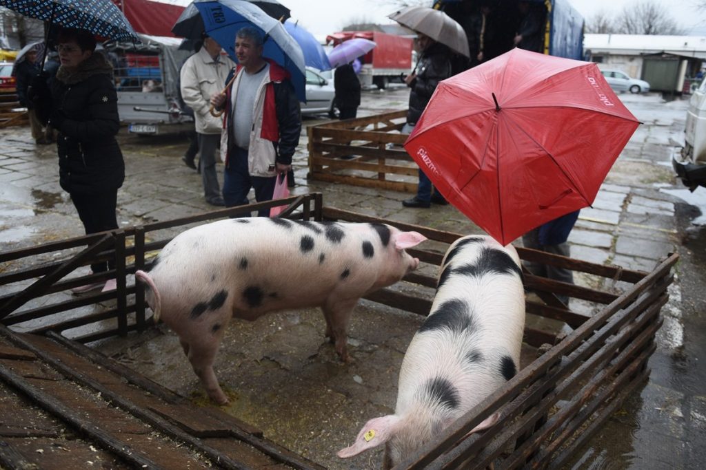 Zaražene svinje kupovali u kasnim noćnim satima: Uklonjeno 1232 svinje iz RS-a