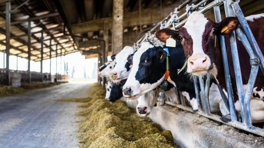 Mljekari iz TK traže povećanje otkupne cijene mlijeka ili “ključ u farmu”