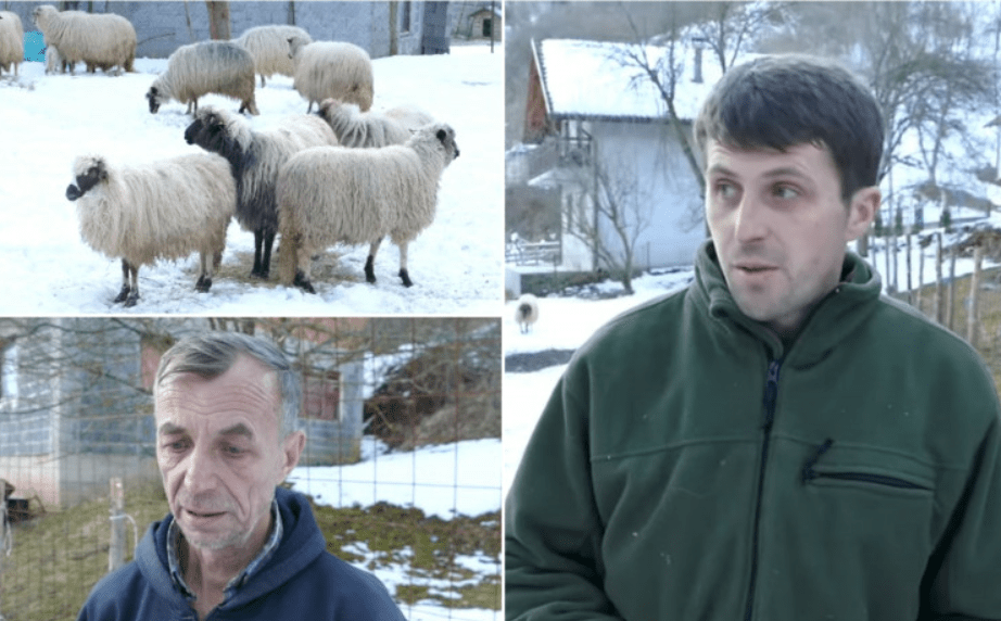 Dobri u ljudi BiH još uvijek postoje: Husein ostao bez stada ovaca, sada dobio novo stado