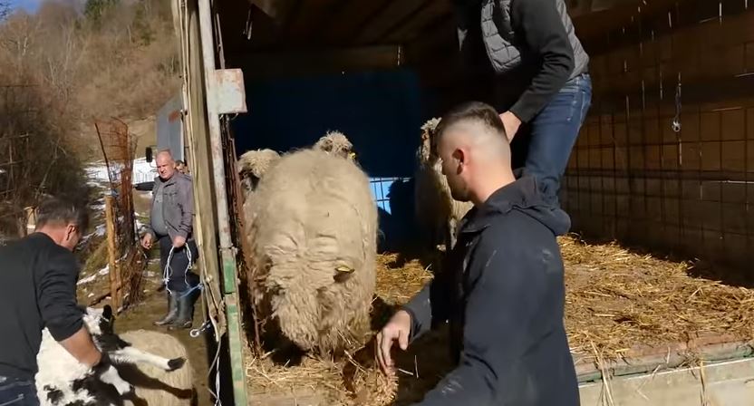 Husein se požalio da je izgubio stado ovaca, građani mu ga utrostručili