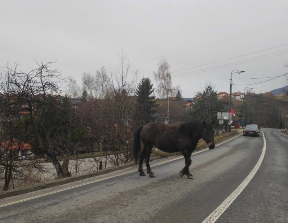 Na Kobiljoj Glavi ulicom šetao konj i blokirao prolaz automobilima