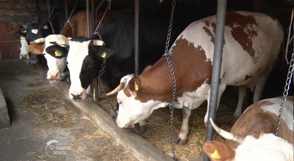 Veliki gubitak: Farmeru u ovom bh. gradu struja ubila 7 muznih krava, porodica na ivici egzistencije