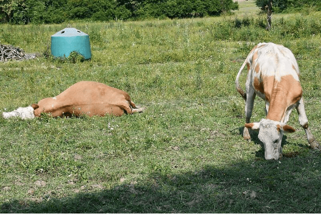 Pojavio se antraks u Hrtvatskoj, uginulo 107 goveda