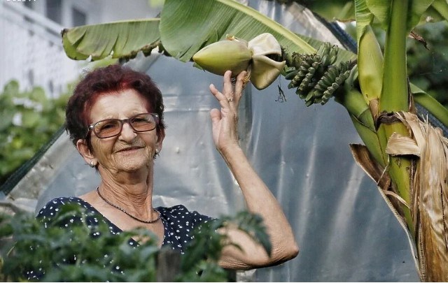 Fatima Mehić otkrila tajnu uzgoja banane koja je postala hit u BiH