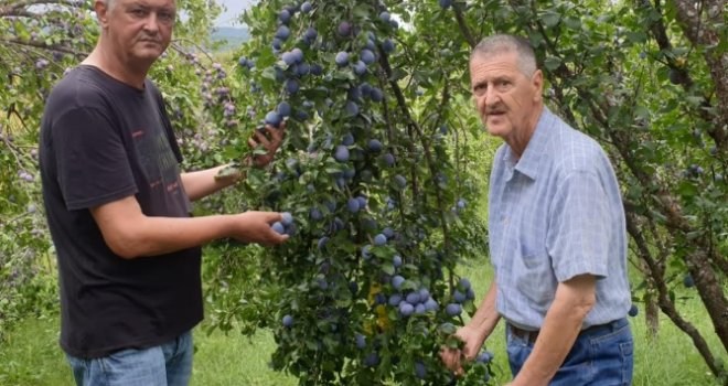 Većari u velikim problemima: “Šljiva rodila, a nema je ko ni kupiti ni otkupiti”