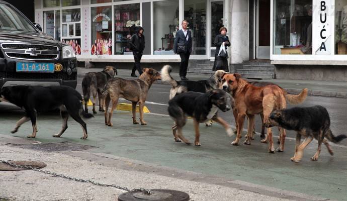 Vlast u Kantonu Sarajevo najavila smanjivanje broja pasa lutalica