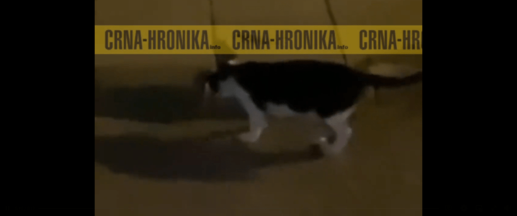 (VIDEO) Pogledajte borbu zmije i mačke na Grbavici u Sarajevu