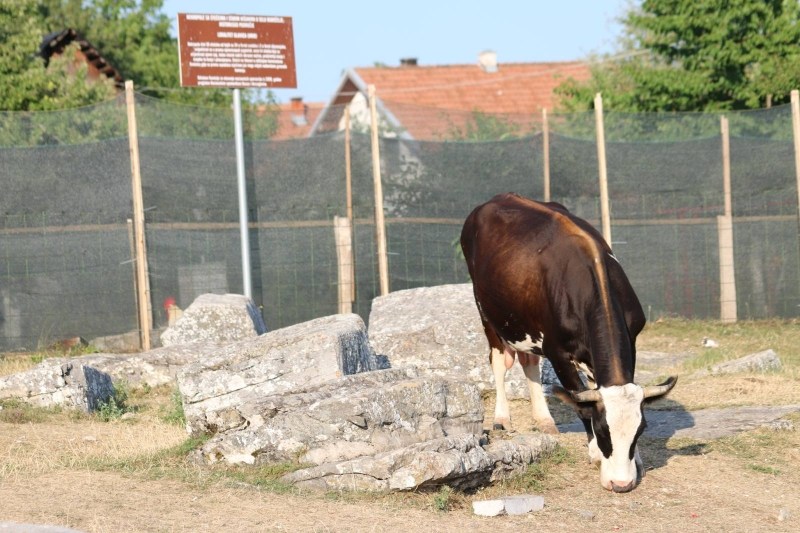 Ni historija nam nije važna: Nacionalne spomenike stare stoljećima u BiH “održavaju” krave i kokoši