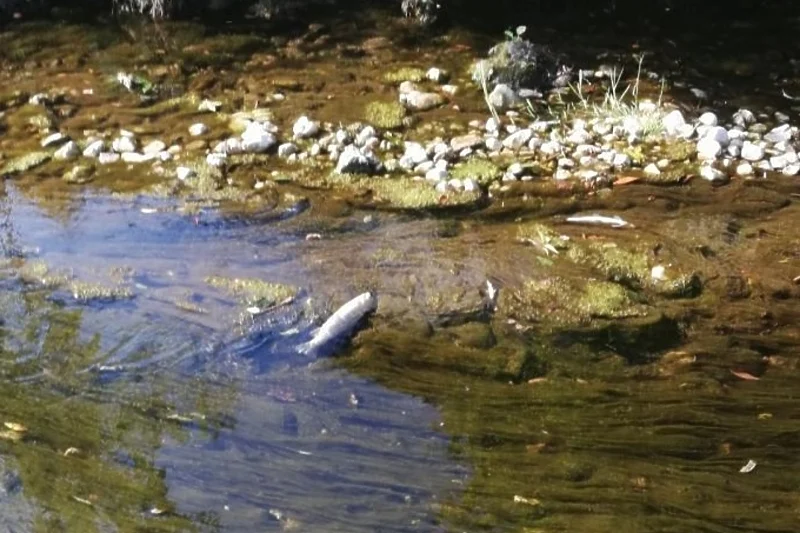 (FOTO)  U Mostaru pomor ribe uzrokovan ljudskim nemarom