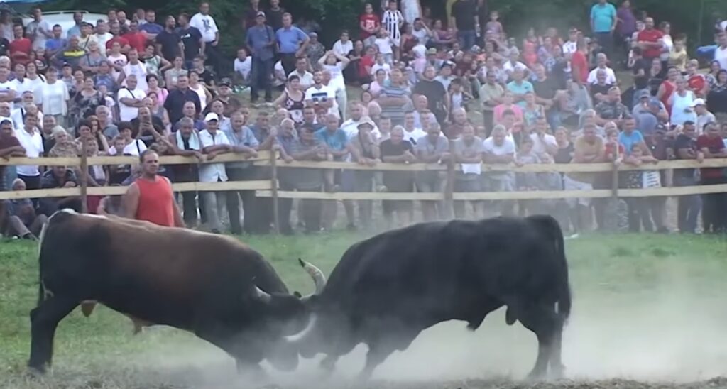 Prenos na TV: U subotu u Olovskim Lukama velika korida, očekuju se hiljade gostiju