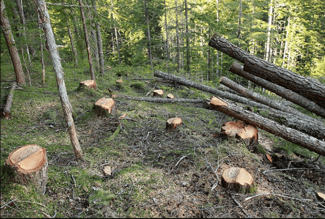 Banjalučanin uhapšen jer je posjekao deset stabala hrasta