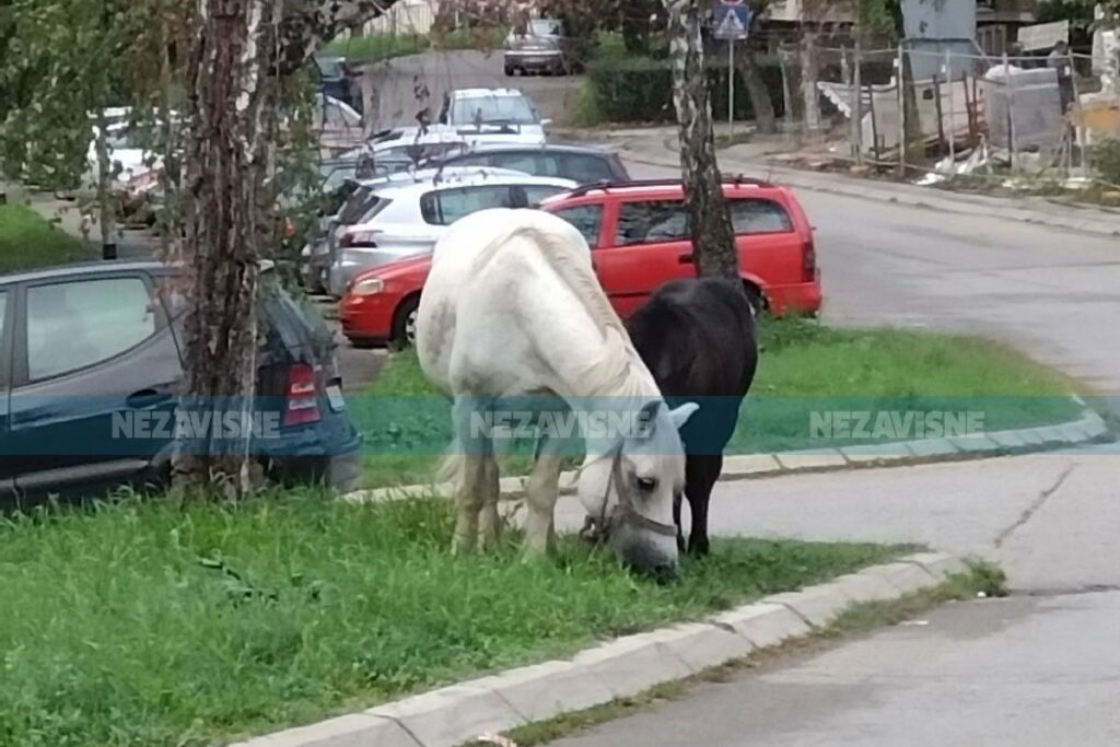 (FOTO) Neobičan prizor u Banjaluci: Konji lutaju gradom