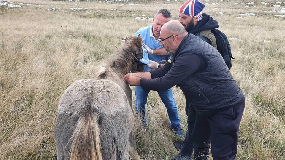 Spašen divlji konj iz Livna: “BiH ima dobre i stručne ljude”