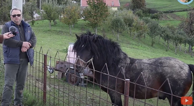 Edhem se iz Švicarske vratio u Bosnu pa ga prevarili: Prodao mi ofarbanog konja i hvali se kako me prevario